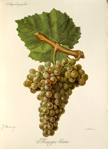 Hrozna Mauzac Blanc od J. Troncyho od Jules Troncy