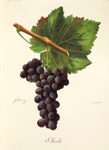 Hrozen Mecle od J. Troncyho od Jules Troncy