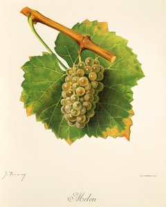 Melounový hroznový od J. Troncyho od Jules Troncy