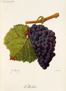 Molární hrozen od J. Troncyho od Jules Troncy