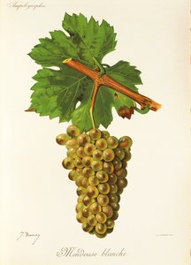 Hrozna Mondeuse Blanche od J. Troncyho od Jules Troncy