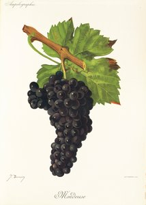 Hrozen Mondeuse od J. Troncyho od Jules Troncy