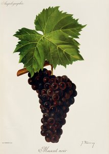 Hrozna Muscat Noir od J. Troncyho od Jules Troncy