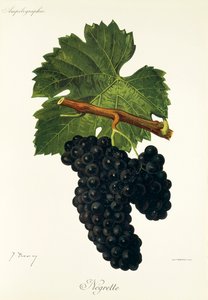 Hrozen Negrette od J. Troncyho od Jules Troncy