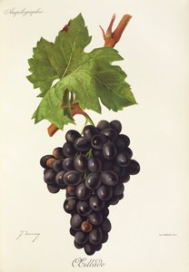 Hrozna Oeillade od J. Troncyho od Jules Troncy