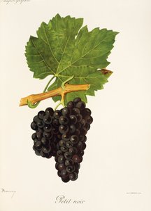 Hrozna Petit Noir od J. Troncyho od Jules Troncy
