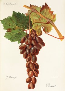 Hrozen Piment od J. Troncyho od Jules Troncy