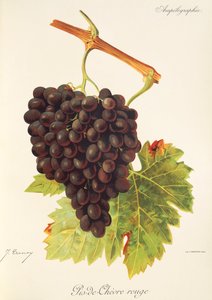 Hrozna Pis-de-Chevre Rouge od J. Troncyho od Jules Troncy
