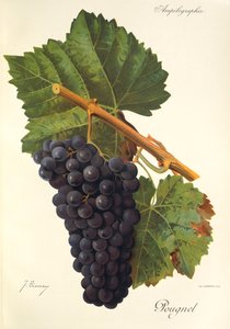 Hrozen Pougnel od J. Troncyho od Jules Troncy