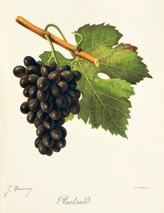 Hrozna Poulsard od J. Troncyho od Jules Troncy