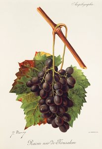Černý hrozn jeruzalémského hroznu od J. Troncy od Jules Troncy