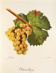 Rauschling hroznů od J. Troncyho od Jules Troncy