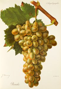 Rosaki hroznů od J. Troncyho od Jules Troncy