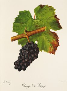 Hrozna Rouge de Bouze od J. Troncyho od Jules Troncy