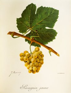 Hrozna Savagnin Jaune od J. Troncyho od Jules Troncy