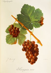 Hrozna Savagnin Rose od J. Troncyho od Jules Troncy