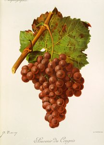 Suvenýr z hroznů kongresu od J. Troncyho od Jules Troncy