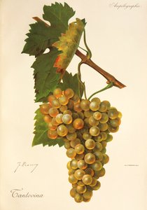 Tantovina grape by J. Troncy od Jules Troncy