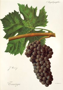 Hrozen Touriga od J. Troncyho od Jules Troncy