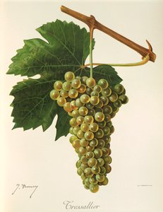 Hrozen Tressallier od J. Troncyho od Jules Troncy