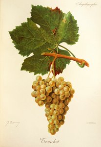 Trouchet grape od J. Troncyho od Jules Troncy