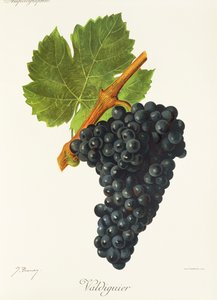 Hrozen Valdiguier od J. Troncyho od Jules Troncy