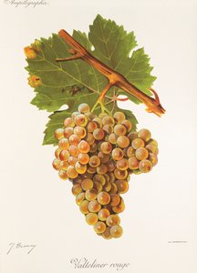 Hrozna Valteliner Rouge od J. Troncyho od Jules Troncy
