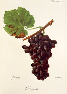 Hrozna Zitania od J. Troncyho od Jules Troncy