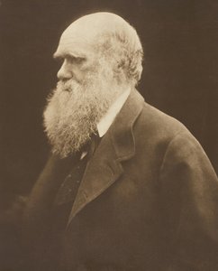 Charles Darwin, c. 1868, vytištěno 1875. od Julia Margaret Cameron