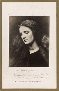 Divoká květina od Julia Margaret Cameron