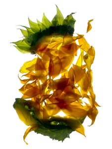 Chiquita Sunflower (digitální fotogram, digitální originální tisk)