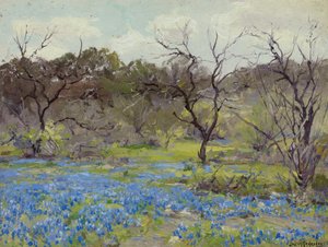 Brzy na jaře - Bluebonnets a Mesquite