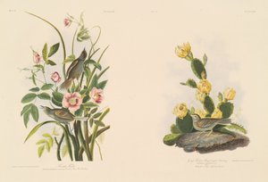 pěnkava přímořská; a Grafs Finch nebo Bay-Winged Strnad od Julius Bien after John James Audubon