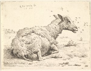 Částečně ostříhaná ovce ležící v trávě s hmyzem poletujícím kolem hlavy, 1655.
