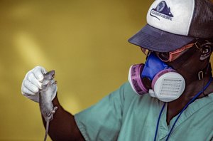 Laboratorní technik drží krysu Lassa a nosí masku na obličeji, aby zabránil nákaze horečkou Lassa.