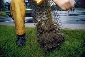 Očkování proti vzteklině, 2005 (foto)