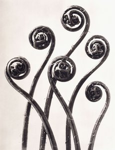 Adiantum Pedatum - Kapradina z americké panenské srsti, mladé srolované listy osmkrát zvětšené