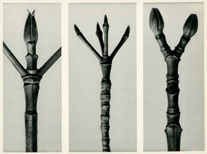 Cornus Nuttallii, 1929 (hlubotisk) od Karl Blossfeldt