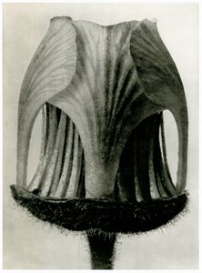 Geum Rivale. 1929 (fotoryt) od Karl Blossfeldt