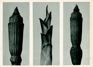 Přeslička rolní, 1929 (fotorytina)