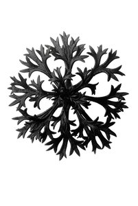Originální formy umění od Karl Blossfeldt