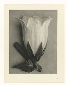 Rostlinné studie Archetypy umění: fotografické obrazy rostlin (název série) od Karl Blossfeldt