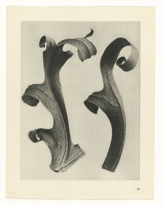 Rostlinné studie Archetypy umění: fotografické obrazy rostlin (název série) od Karl Blossfeldt