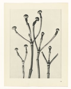 Rostlinné studie Archetypy umění: fotografické obrazy rostlin (název série) od Karl Blossfeldt