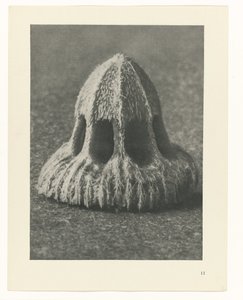 Rostlinné studie Archetypy umění: fotografické obrazy rostlin (název série) od Karl Blossfeldt
