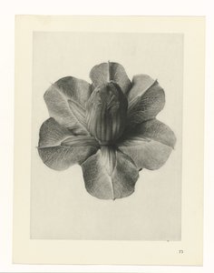 Rostlinné studie Archetypy umění: fotografické obrazy rostlin (název série) od Karl Blossfeldt