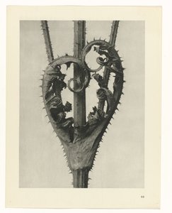 Rostlinné studie Archetypy umění: fotografické obrazy rostlin (název série) od Karl Blossfeldt