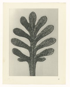 Rostlinné studie Archetypy umění: fotografické obrazy rostlin (název série) od Karl Blossfeldt