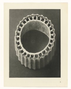 Rostlinné studie Archetypy umění: fotografické obrazy rostlin (název série) od Karl Blossfeldt
