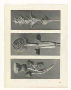 plánovat studii Archetypy umění (název série) od Karl Blossfeldt